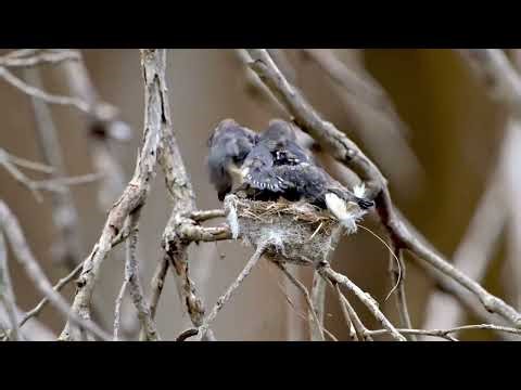 Willy Wagtails Nesting with Faecal Sac Removal