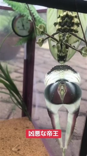 深海の未確認生物を探る