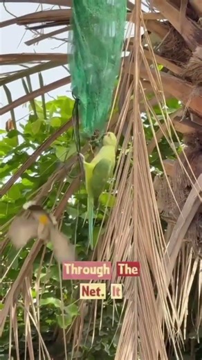 Parrot Capture #birds #shorts #shortsfeed