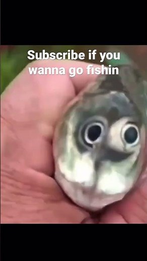 Hey guys wanna go fishing? #funny #memes #fishing #shorts