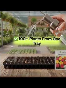 Beginner Seed Growing Method | Seedling Tray Tutorial