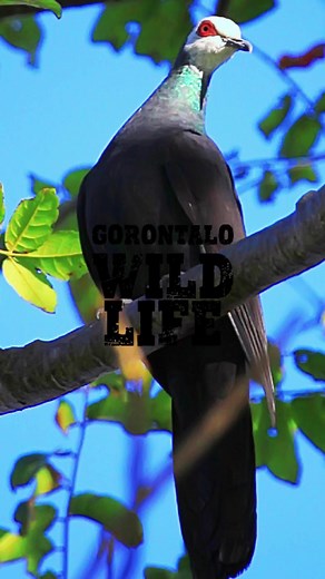 Merpati Hitam Sulawesi: Keragaman Burung Besar Berekor Panjang