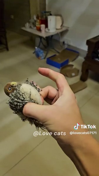 Understanding Cat Speed: Seven Times Faster Than Humans