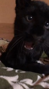 36K views · 4.6K reactions | Adorable Luna the panther kid❤️ | Lunathepantera | Facebook