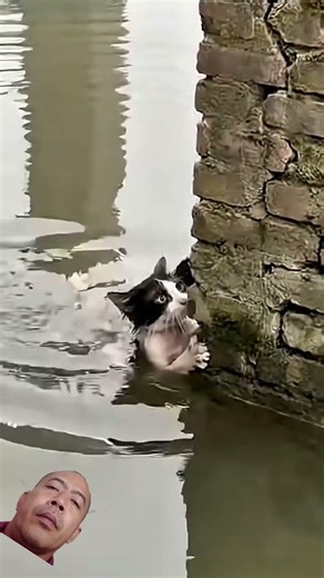 SAAT SUDAH PUTUS ASA ANAK KUCING INI DISELAMATKAN ORANG BAIK #hewan #cat #animals #kucing #pets