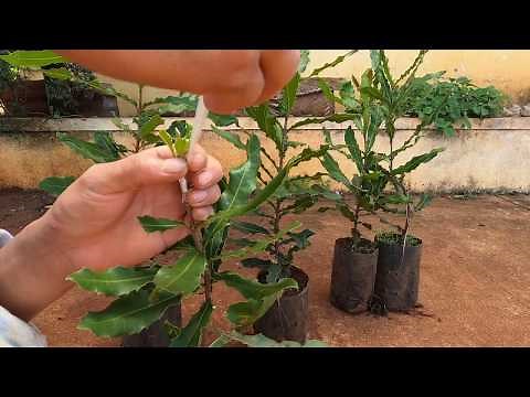 How to graft Macadamia - Easy way so you don't need a graft expert
