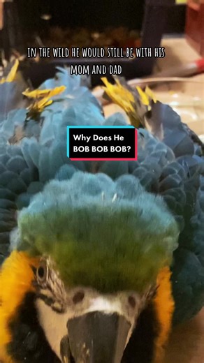 Understanding Parrot Body Language: Head Bobbing Explained