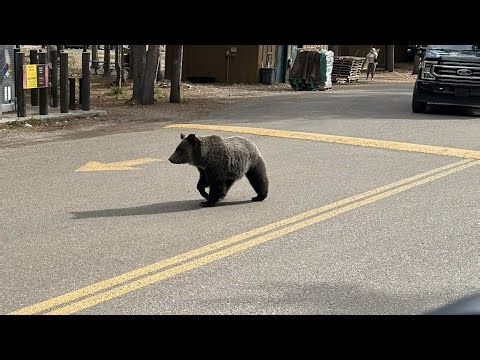 Wandering Wyoming | Ep 7 Grand Teton NP, Taggart Lake, Cascade Canyon, Colter Bay, moose and bear