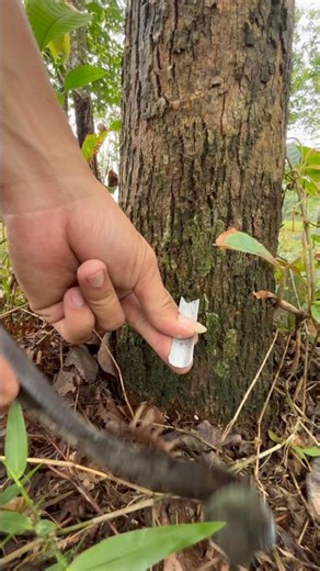 tricks for finding sap,,