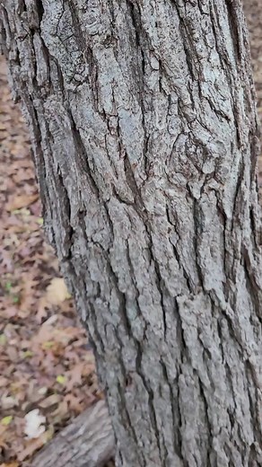 Exploring Unique Tree Bark Textures in Nature