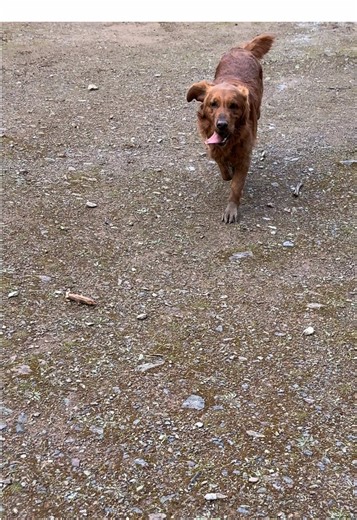Golden Retriever's Muddy Adventure: Too Cute to Handle!