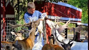 110K views · 2.6K reactions | An unforgettable experience awaits! Pet and feed our gentle deer, goats camels, and more! | Smoky Mountain Deer Farm and Exotic Petting Zoo & Deer Farm Riding Stables | Facebook