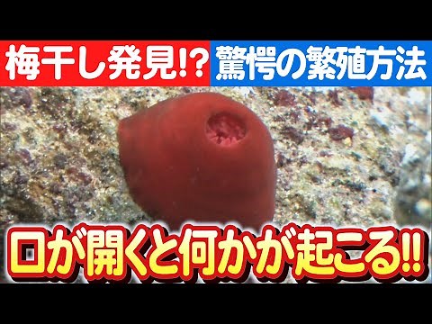 【ウメボシイソギンチャクの秘密】自然の驚異のクローン繁殖をｔｖｋが探求 日本財団 海と日本PROJECT in かながわ 2023 #016