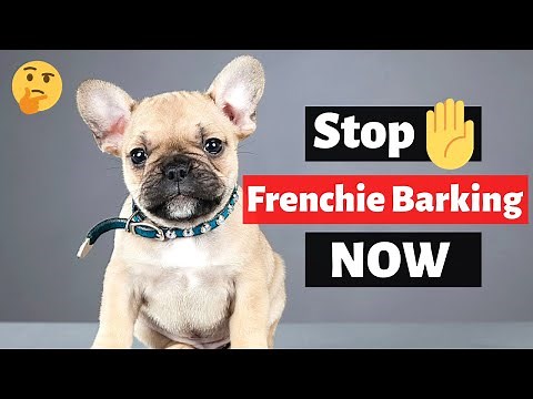 How to Stop French Bulldog's Excessive Barking? | French Bulldog Training |