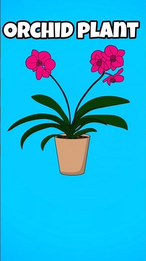 Indoor Plants and their Names| house plants|Cactus| Cute Cacti #plants #plantlover #indoorplants