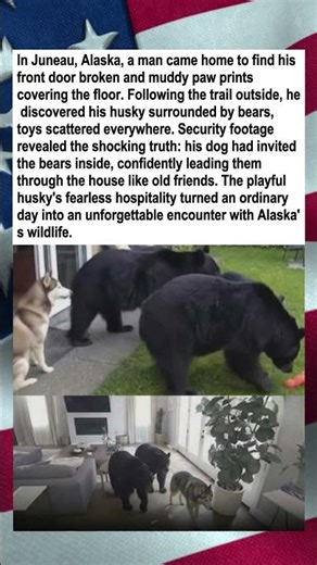 Husky Invites Bears Inside Home