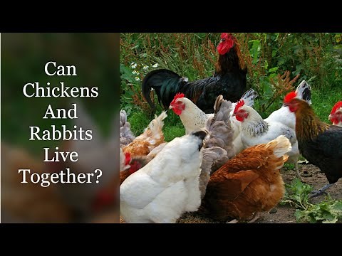 Can Chickens And Rabbits Live Together?