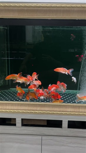 Java Koi Butterfly Long Body: Care, Breeding, and Identification