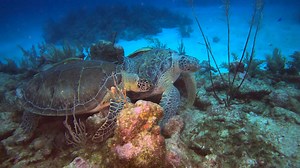 A beautiful day of diving in Akumal, Mx. Please follow, share and like. Octopuses, Turtles, and Stingrays. | Thomas Judge