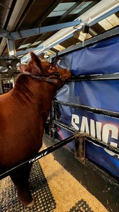 2.9K views · 384 reactions | Something About A Red One!! | Will Meadows | Facebook