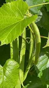 Runner/Pole beans, so easy to grow and take up so little space! Sow inside, keep them out of the way of slugs and plant out when they are quite tall, the bees love them, they are so pretty and you get masses and masses of beans, to read more...https://www.growveg.com/guides/how-to-grow-runner-beans/ | GrowVeg