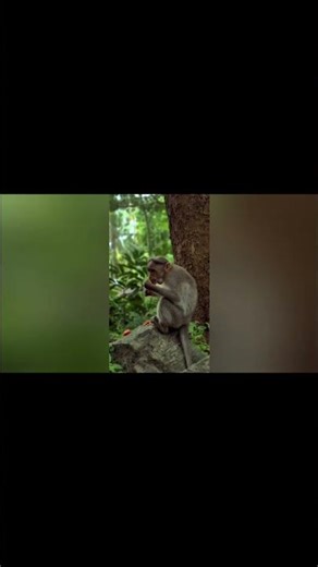 Alphabet Animals | M is for Monkey and Mosquito