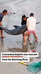 18K views · 307 reactions | Dolphin Saved and Returned to the Ocean #DolphinRescue #OceanHeroes | Reader's Digest | Facebook