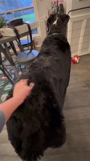 Radar is a Newfie for the night with his new black furry blankie 🤣 | Lady Darla's Legacy - The Squirrel Patrol