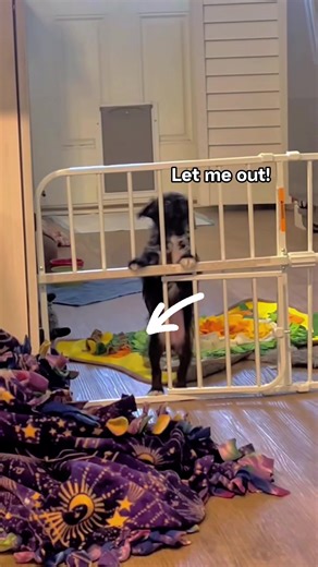 Funny Dog Moments: Hilarious Dogs Eating Food