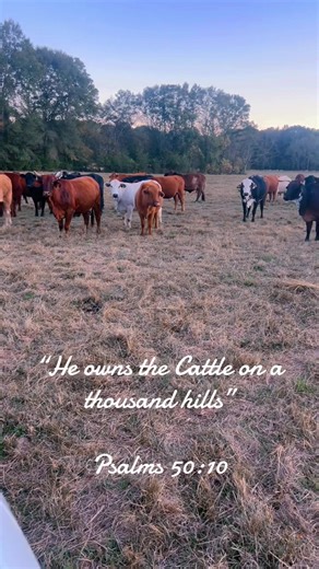 #blessed #fyp #ranching #givegodtheglory #cattle | cows