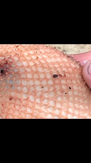 Nobody talks about it much but fleshing is the art that is the foundation or the start of a smooth bird. If you take away the connective tissue holding each feather to one another the skin will lose its memory. Don’t take enough and you’ll have grease bleed. #birdtaxidermy #taxidermy | Wild Art Taxidermy