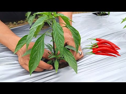 Unique Ways to Pruning Chili Plants 🌱🌿🌶️