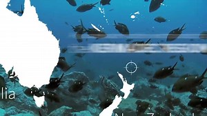 Rare underwater footage of the Kermadecs region off New Zealand reveals unparalleled biodiversity including turtles, sharks, fish, and colorful coral reefs. But this bounty needs protection. | Pew Environment