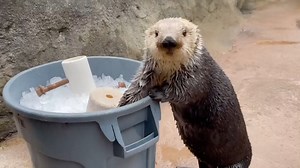 3.8K views · 380 reactions | Sea otter Libby checking out her ice enrichment! 流 : Assistant Curator Sheriden | Point Defiance Zoo & Aquarium | Facebook