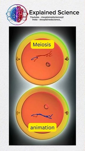 How Your Body Creates Unique Cells 🧬 #Shorts #Science #Biology #Meiosis #Facts