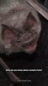 6.5K views · 46 reactions | Do vampire bats really bite humans? #CrazyCreatures #NatureIsWild #bats | Crazy Creatures | Facebook