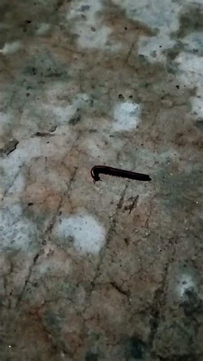 104.Daily Life of Insects Up Close, Millipede #shorts