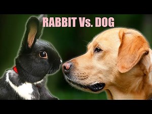 Rabbits and Dogs: Which is better?