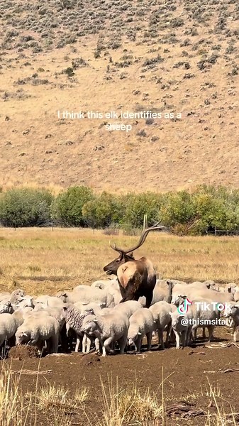 Funny Encounter with an Elk on the Road