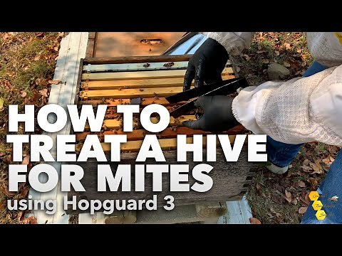 Mite Treatment - Hopguard 3 | How to treat a hive for mites [Beekeeper Tutorial]