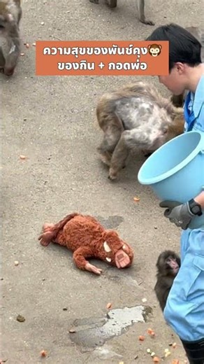 Punch-kun is happy 🐵 #PunchKun #LittleMonkey #PunchTheLittleMonkey #CuteMonkey #IchigawaZooJapan