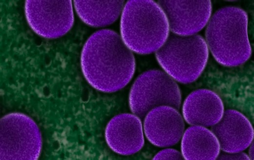 Changing What We Thought We Knew About Cell Division | Cell And Molecular Biology