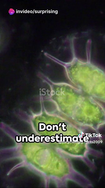 Exploring Protozoa: The Tiny Ecological Wonders