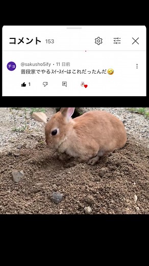 TikTokでrabbit manさんをチェック！