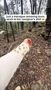 Wildlife Rescuers | Macaques are known for their sharp minds and strong sense of social connection, and grooming plays a big part in how they relate to others.... | Instagram