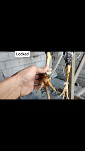 Tutorial | Cortes Tutorial Vlogs