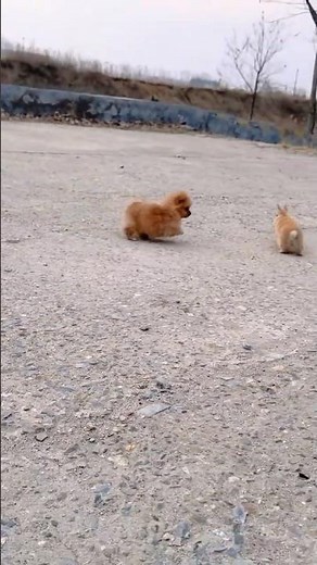 Adorable Farm Pets Munching & Playing in the Countryside! 🐰 #CutePets #FarmAnimals #PetVibes