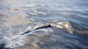 1.2K views · 22 reactions | The Nomad Design Slipstream Flying Fish...