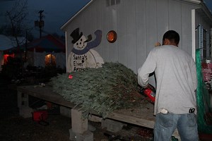 Your Guide to Tree Shopping in Leesburg, Loudoun