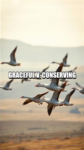 Greylag Goose Across Continents